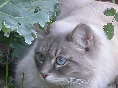 Невский маскарадный кот