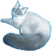 Невская маскарадная кошка Принцесса Ненаглядная красота